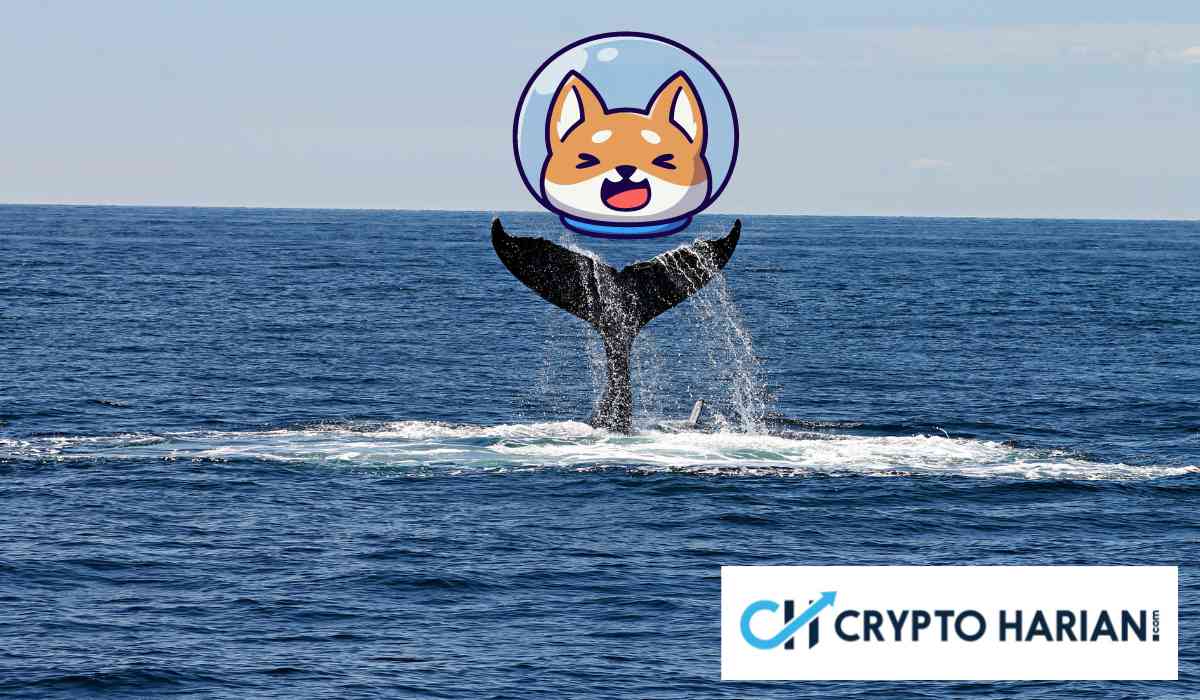 Altcoin Lain Lesu, Tapi Whale Malah Gila-Gilaan Beli Altcoin Ini Altcoin Lain Lesu, Tapi Whale Malah Gila-Gilaan Beli Altcoin Ini
