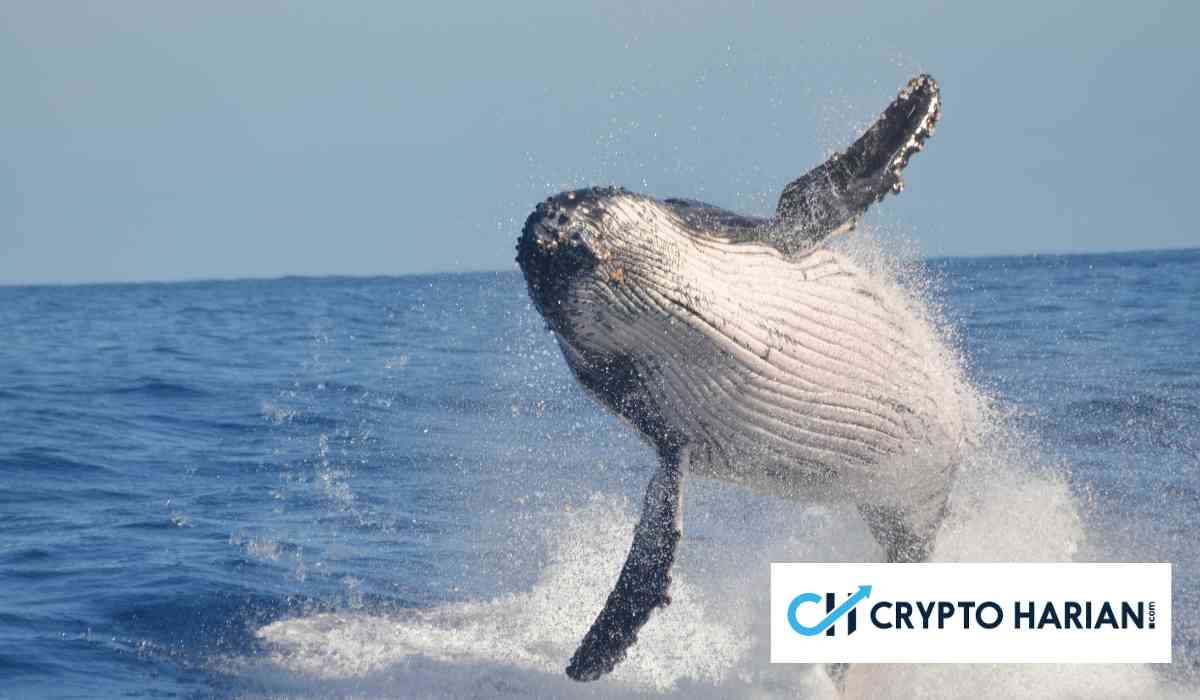 Whales Borong 3 Altcoin Ini di Awal November, Sinyal Bullish?