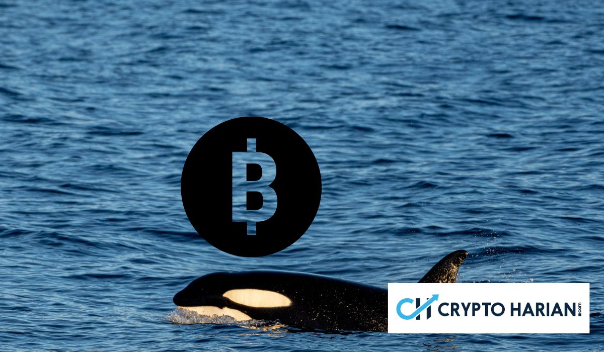 Whale Masuk Lagi, Apa Niatnya Kali Ini? Whale Masuk Lagi, Apa Niatnya Kali Ini?